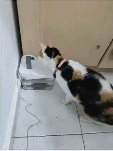 Mis gatos están encantados, y yo también