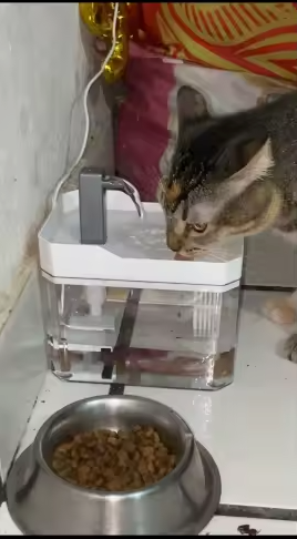 Mi gato la descubrió solo en horas