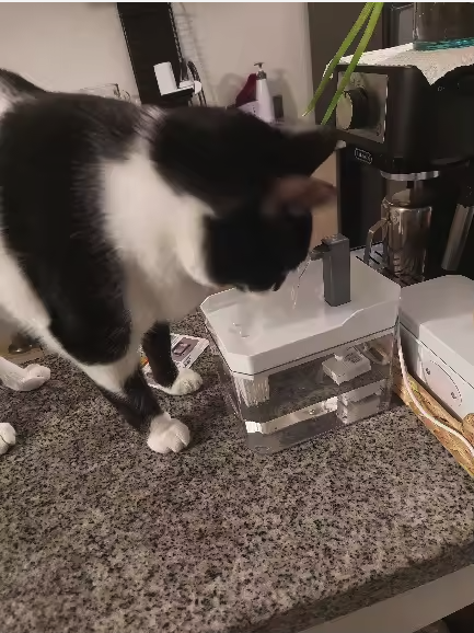 Silenciosa y fácil de limpiar — mi gato la adora