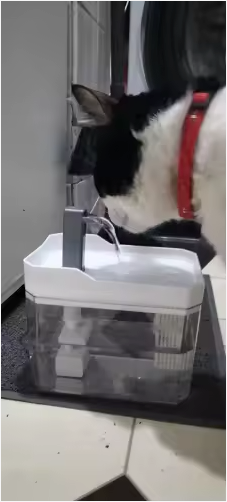 Mi gato bebe el doble desde que la tiene